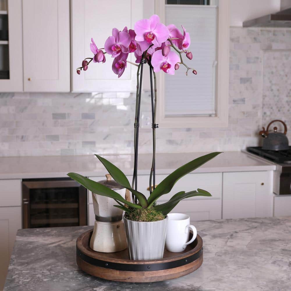 Just Add Ice Premium Orchid (Phalaenopsis) Pink Plant in 5 in. Grey Ceramic Pottery J5008