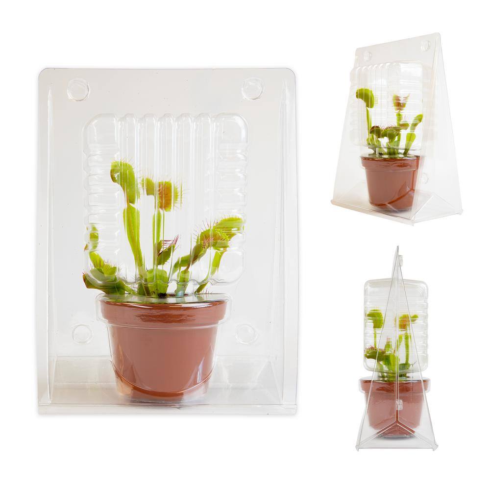 ALTMAN PLANTS 3 in. Venus Fly Trap 0881351