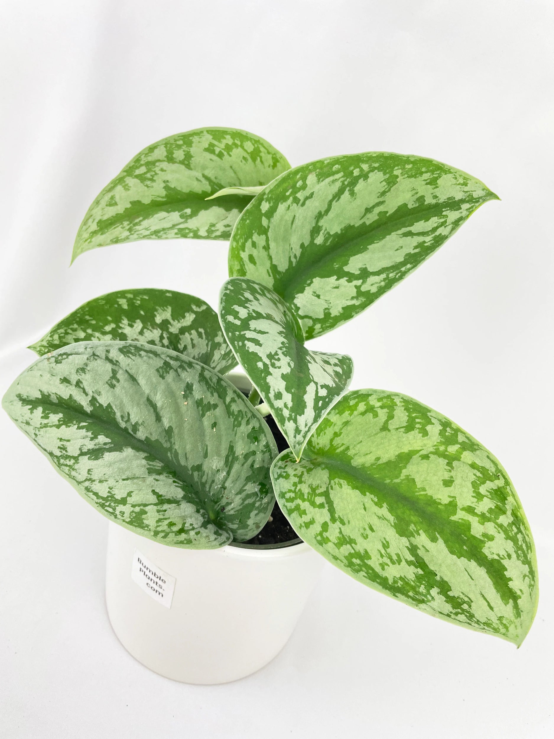 Scindapsus Pictus 'Exotica' Pothos