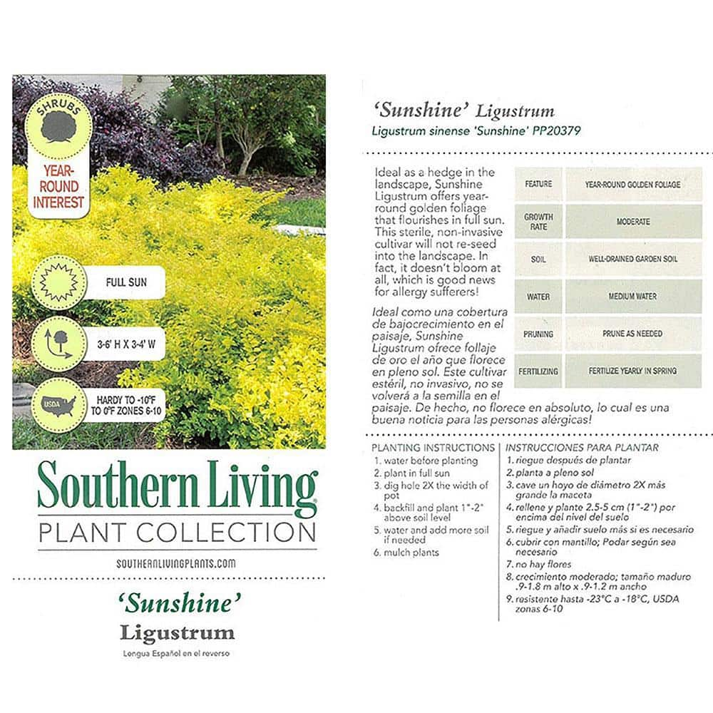 SOUTHERN LIVING 2 Gal. Sunshine Ligustrum Privet Shrub with Golden-Yellow Foliage 14434