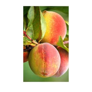SOUTHERN LIVING 5 gal. Harvester Peach Tree PCHHAR05GSL