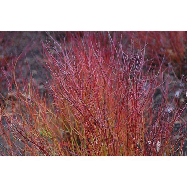Online Orchards 1 Gal. Kelsey Dogwood Shrub With Compact Lush Foliage and Extreme Cold Hardiness SBDW004