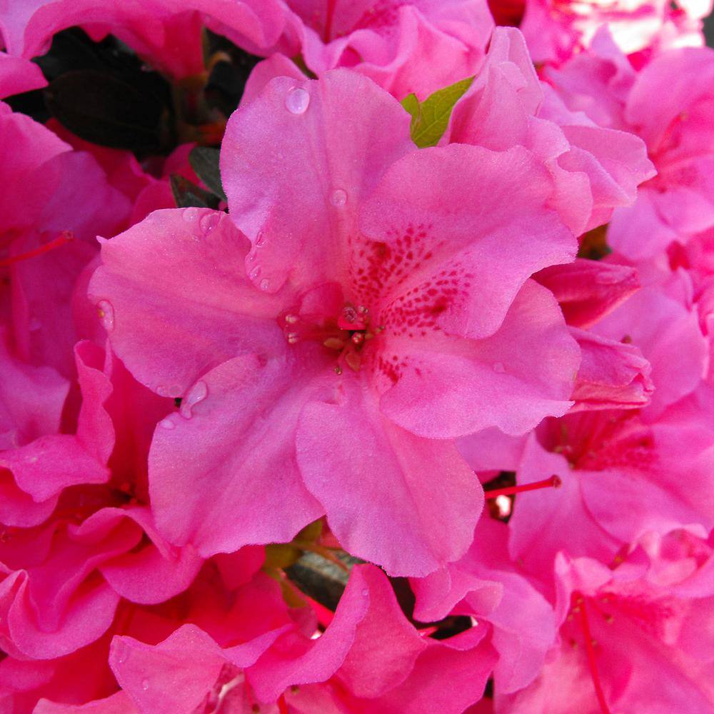 Vigoro 2 Gal. Echo Pink Explosion Azalea Shrub with Dark Pink Reblooming Flowers 10305