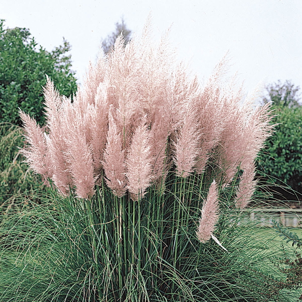 Pink Pampas Grass (Cortaderia)， Bare Root Starter Perenial Grass (1-Pack)