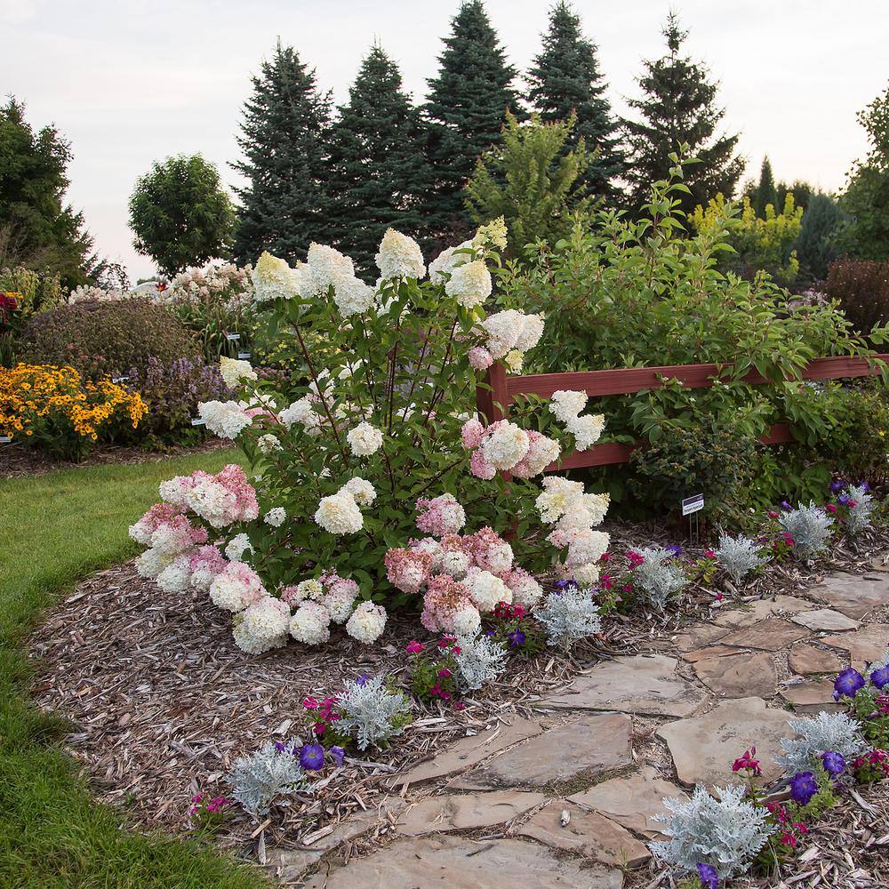 FIRST EDITIONS 3 Gal. Vanilla Strawberry Panicle Hydrangea Shrub with Pink Flowers 14530