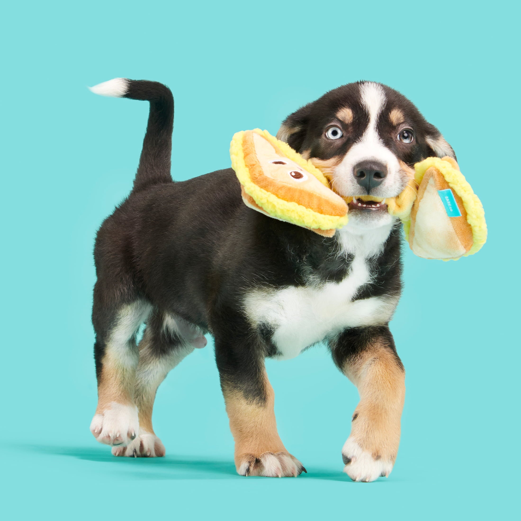 BARK Main Squeeze Cheese Dog Toy - Features Super Stretch Bungee， Xs to Medium Dogs