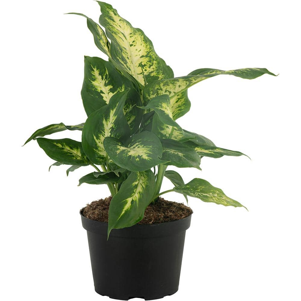 Costa Farms Dieffenbachia Indoor Plant in 6 in. Grower Pot Avg. Shipping Height 1-2 ft. Tall 6EX