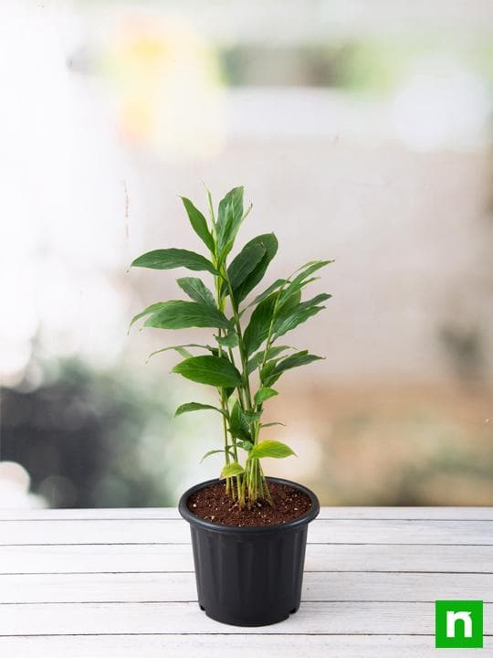 Alpinia Purpurata, Red Ginger - Plant