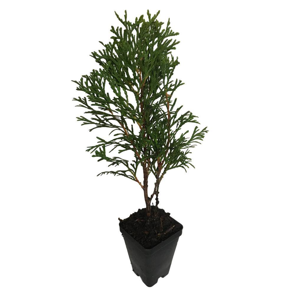 Daylily Nursery 6 in. to 14 in. Tall Emerald Green Arborvitae Perennial 4 Separate Plants in 4 Separate Pots 859007821