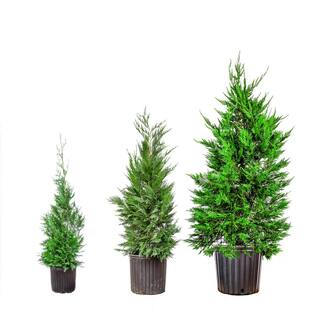 Perfect Plants 2 ft. to 3 ft. Tall Leyland Cypress Tree in Growers Pot Perfect for Natural Privacy THD00527