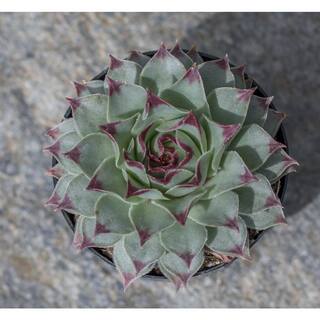 SMART PLANET 2 in. SQ Sempervivum Assorted Succulents (6-PacK) 0872759