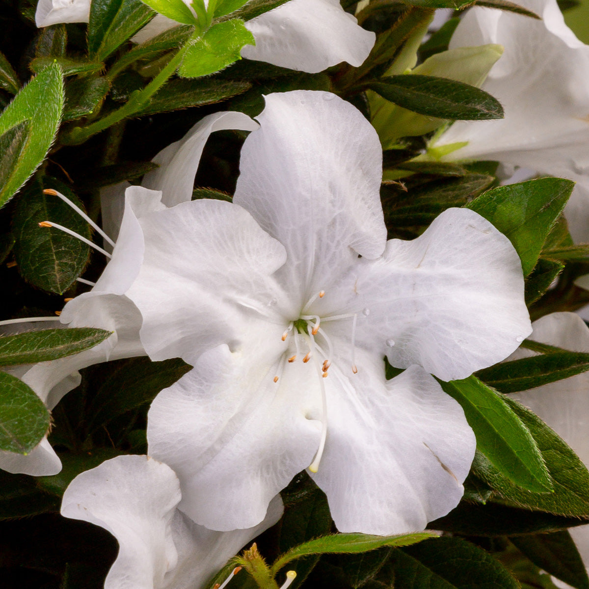 Encore Azalea Autumn Ivory (1 Gallon) White Flowering Shrub - Full Sun Live Outdoor Plant