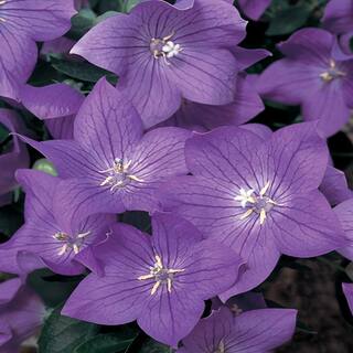 METROLINA GREENHOUSES 2.5 Qt. Twinkle Blue Balloon Flower Plant 83928