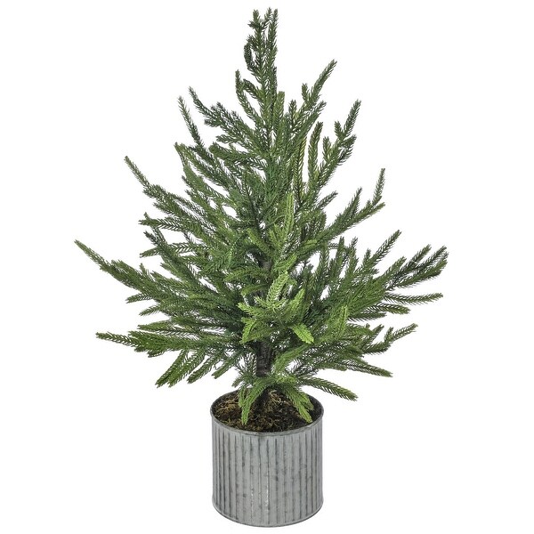 28 Potted Norfolk Pine Tree