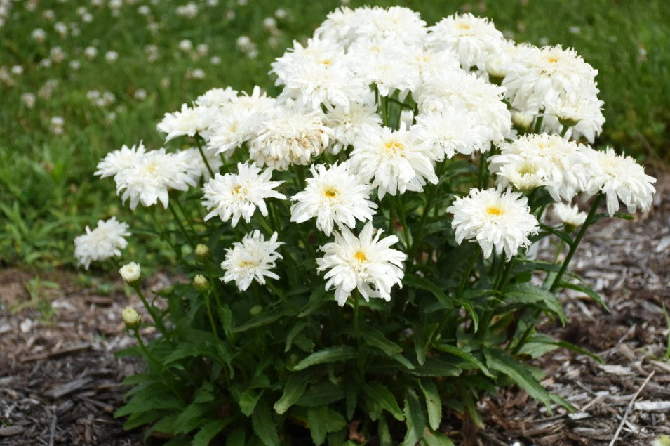 1 Gallon Grower Pot White Flowers Amazing DaisiesÂ® 'Marshmallow' (Leucanthemum) Live Plant