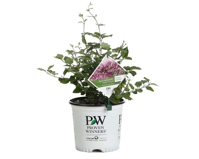 Capstone Plants Lilac Proven Winner Dark Purple 8 Inch Pot