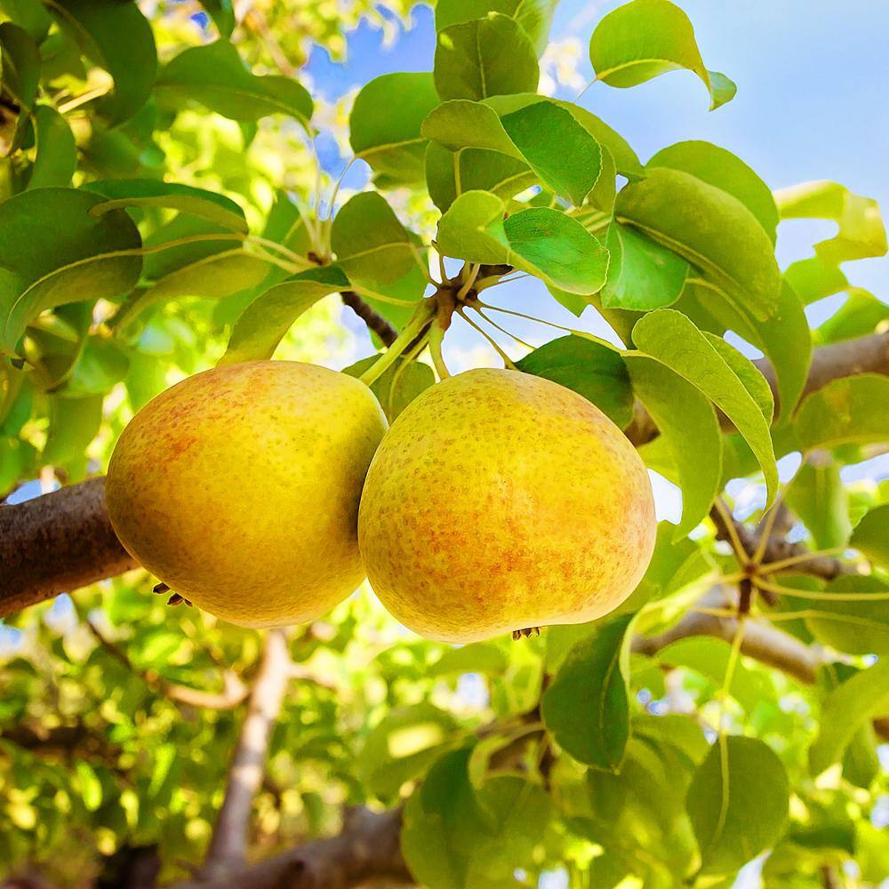 5 Gal. Orient Pear Tree PEAORI05G