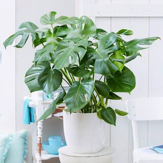 Brighter Blooms Swiss Cheese Plant (Monstera Deliciosa) in 3 Gal. Pot MON-SWI3