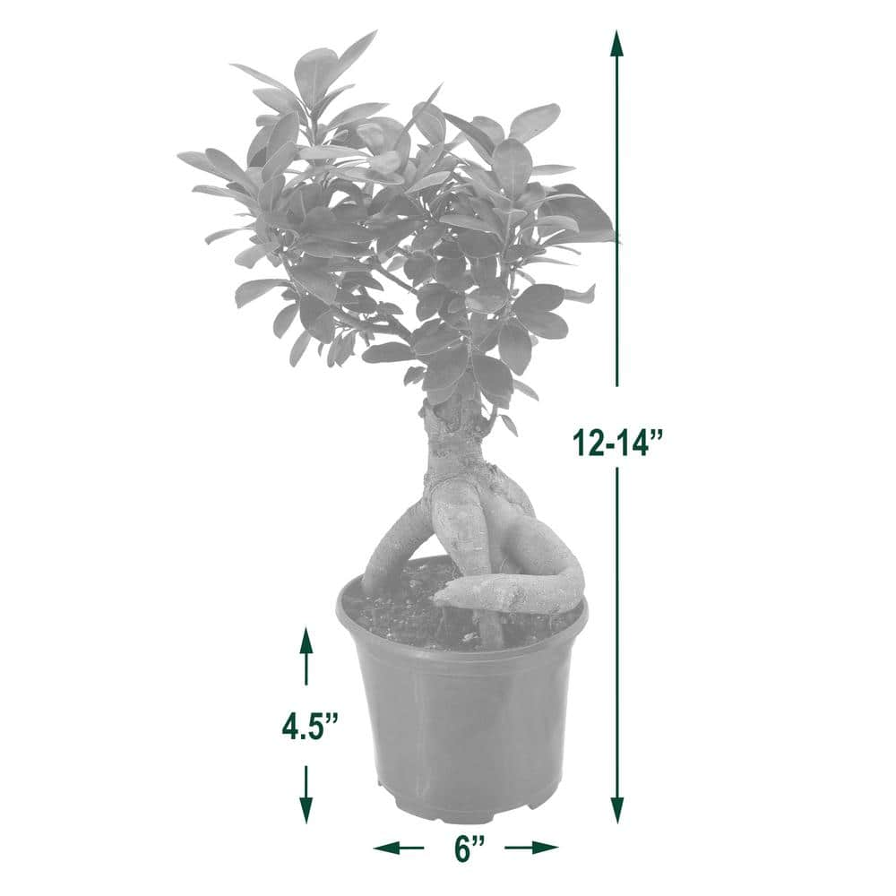 Arcadia Garden Products 6 in. Ginseng Ficus Bonsai Black Plastic Grower Pot LV62