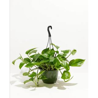 LIVELY ROOT 8 in. Hanging Golden Pothos (Epipremnum aureus) Plant in Grower Pot LRGLDNP8