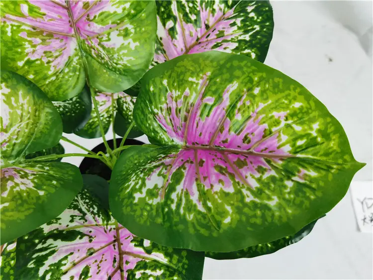 YD8735 4 Wholesale promotion Caladium bicolor (Ait.) Vent. ornamental foliage artificial plants bonsai