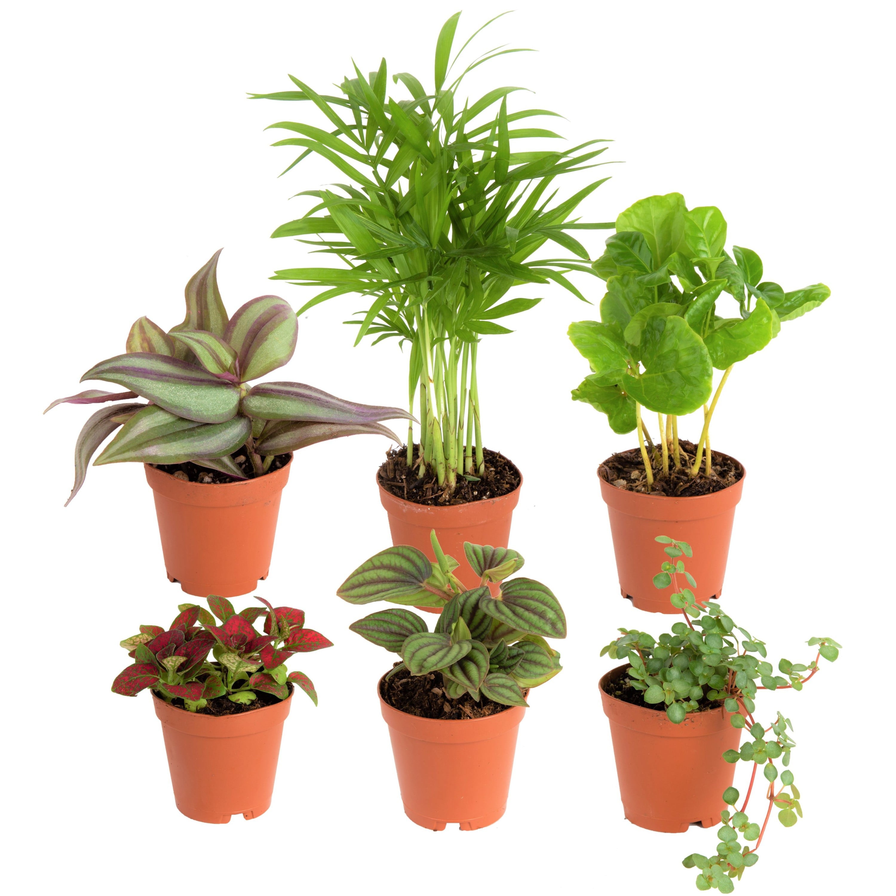 Costa Farms  Live Indoor 4in. Tall Green Assorted Foliage; Bright， Indirect Sunlight Plant in 2in. Grower Pot， 6-Pack