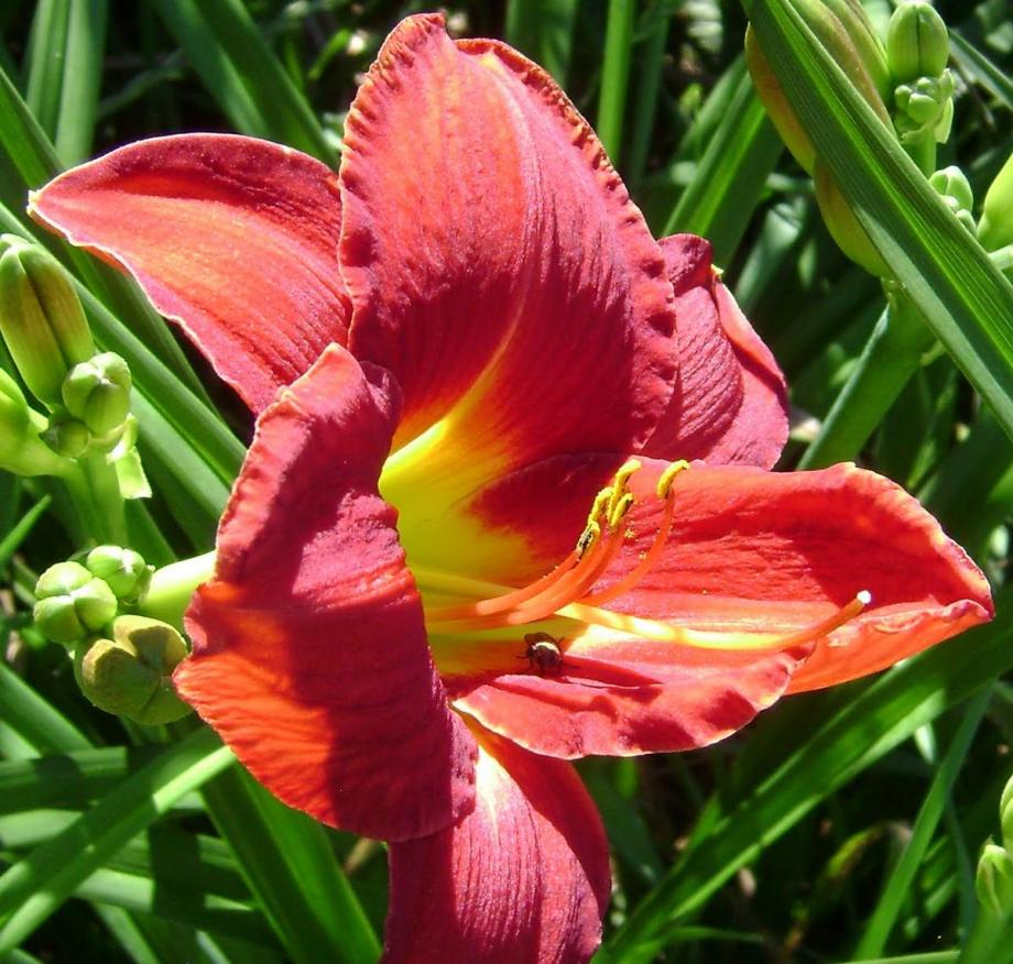 Classy Groundcovers - Hemerocallis 'Ruby Stella'  {25 Bare Root Plants}