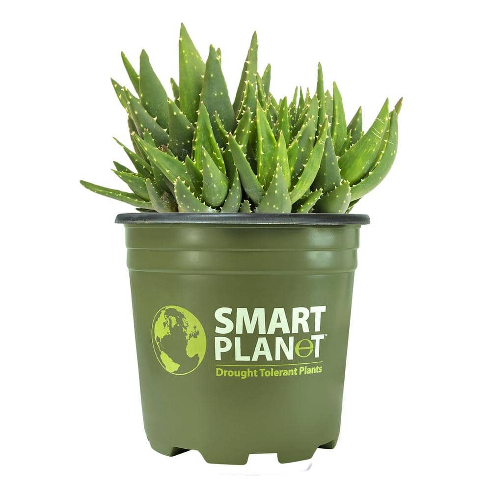 SMART PLANET 1 Gal. Aloe Nobilis - Single 0880122