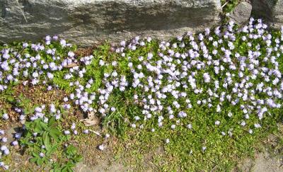 Classy Groundcovers - A collection of Purple Blooming Plants for Sun that Deer Avoid: 25 Mazus reptans + 25 Phlox subulata 'Purple Beauty'