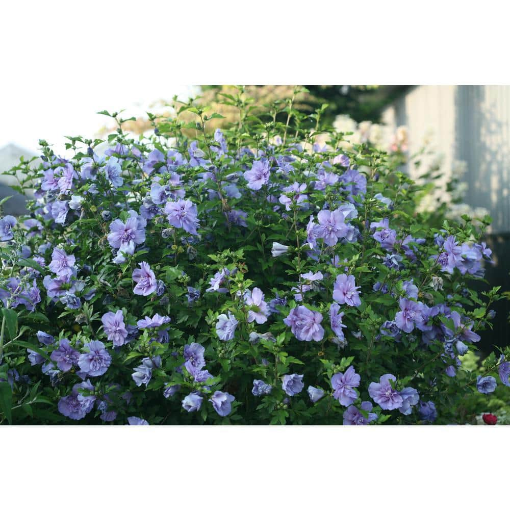 PROVEN WINNERS 2 Gal. Blue Chiffon Rose of Sharon (Hibiscus) Plant with Blue Flowers 14714