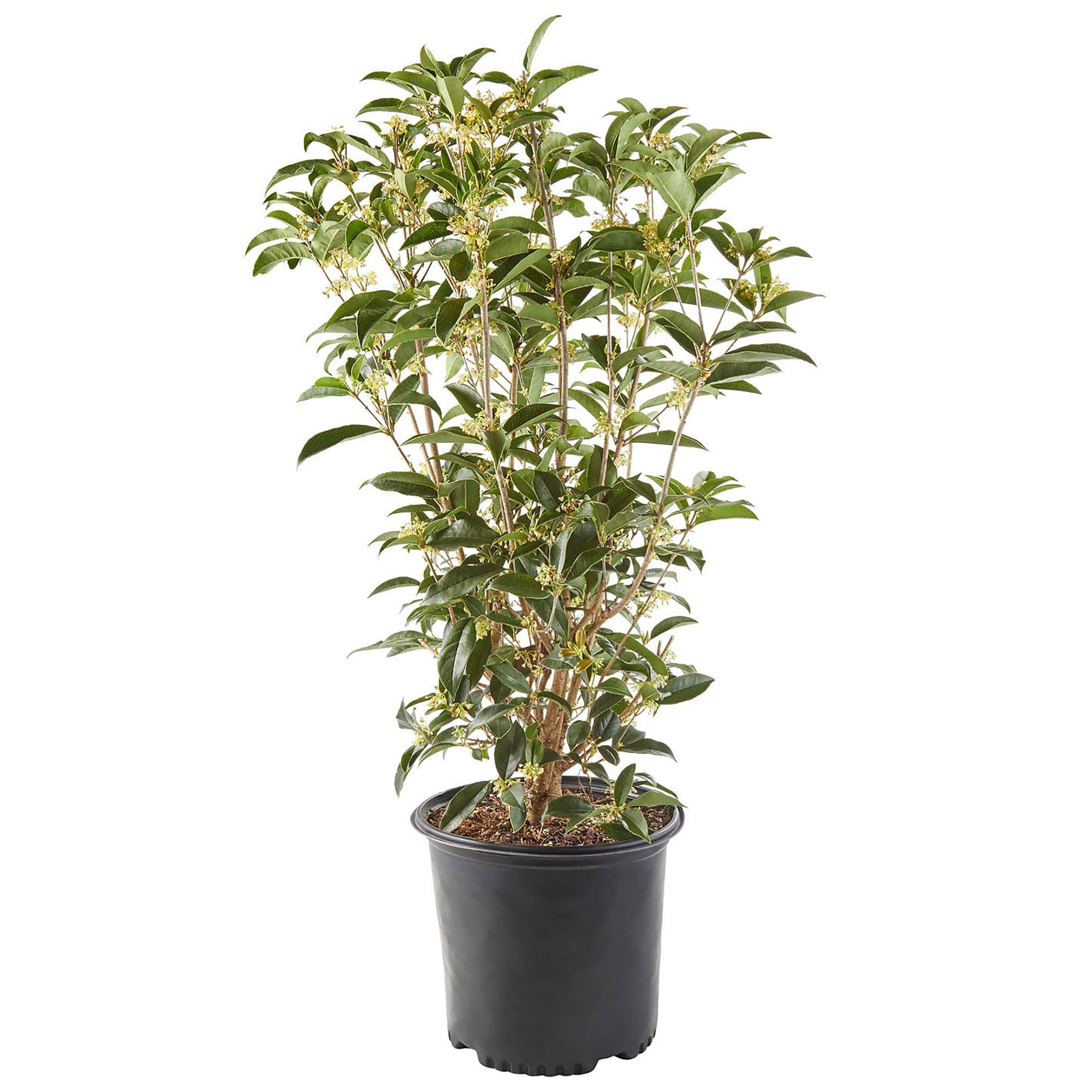 Baucom's Osmanthus Tea Olive Live Shrub (7 Gallon)