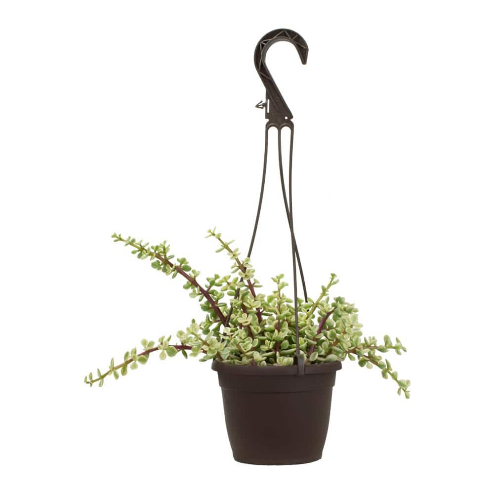 SMART PLANET 6 in. Portulacaria Afra Variegata Hanging Basket 0883261