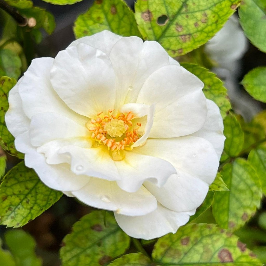 Popcorn Drift Rose