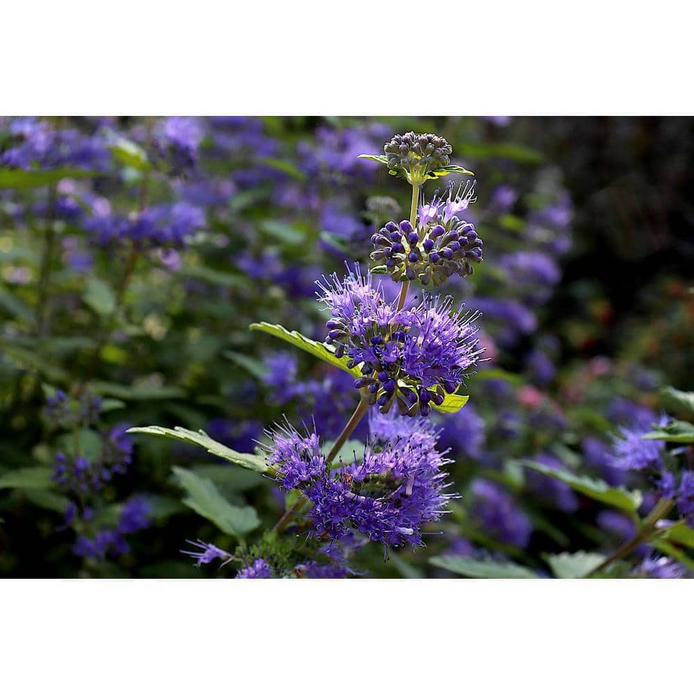 Online Orchards 1 Gal. Blue Mist Bluebeard Flowering Shrub with Fragrant Powder Blue Early Autumn Blossoms SBBL002