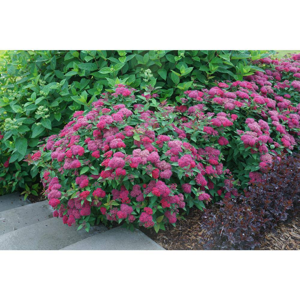 PROVEN WINNERS 2 Gal. Double Play Doozie Spirea with Red to Purple Flowers 14737