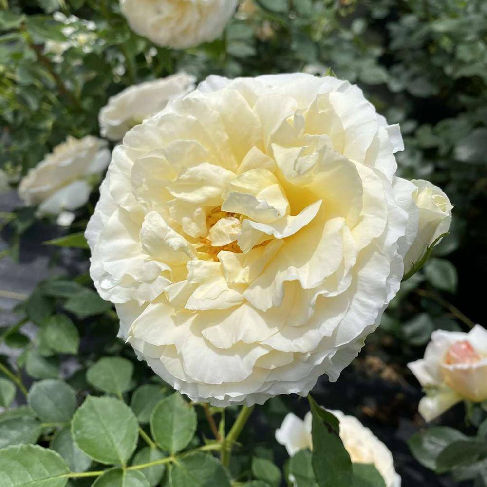 PROVEN WINNERS 4.5 in. Quart Reminiscent Crema Rose (Rosa) Live Plant Shrub White Flowers ROSPRC2217800