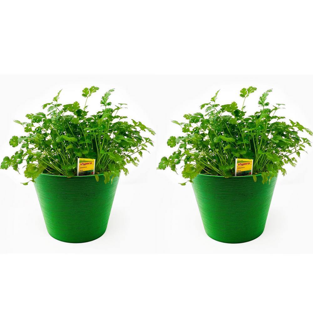 Pure Beauty Farms 1.5 Qt. Herb Plant Cilantro in 6 In. Deco Pot (2-Plants) DC6HERBCILAN2