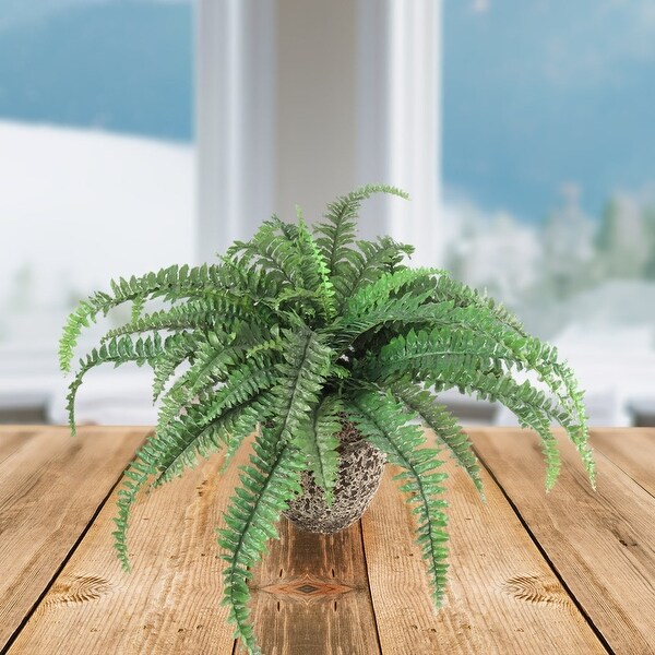 Green Oasis Boston Fern