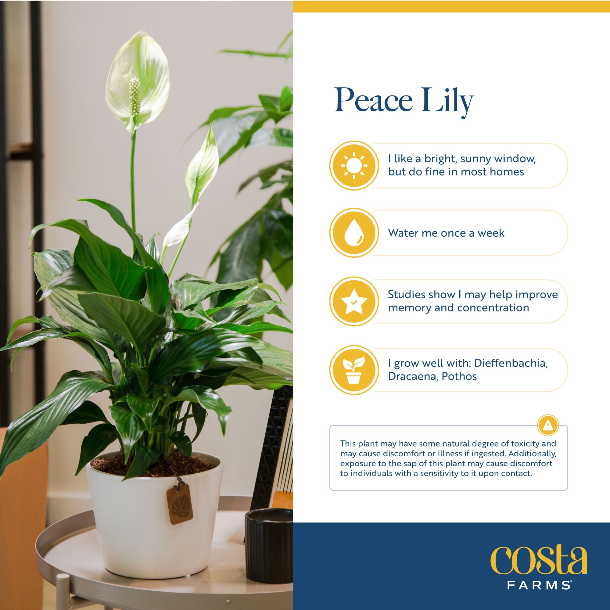 Costa Farms Trending Tropicals Live Indoor 15in. Tall White Peace Lily Jet Diamond; Bright， Indirect Sunlight Plant in 6in. Mid-Century Modern Planter