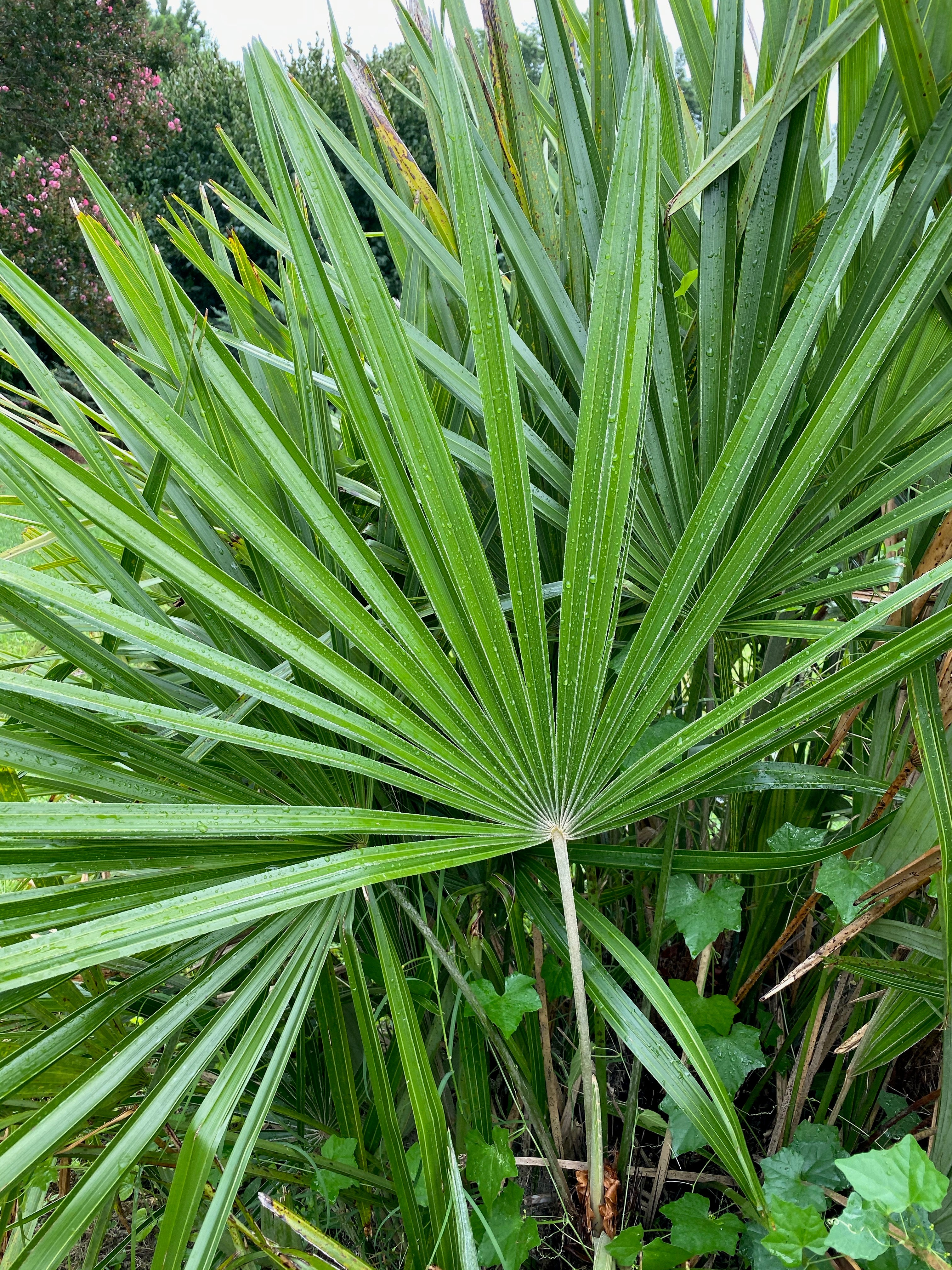 Needle Palm - Live Plant in a 10 inch Growers Pot - Rhapidophyllum Hystrix - Rare Ornamental Palms from Florida