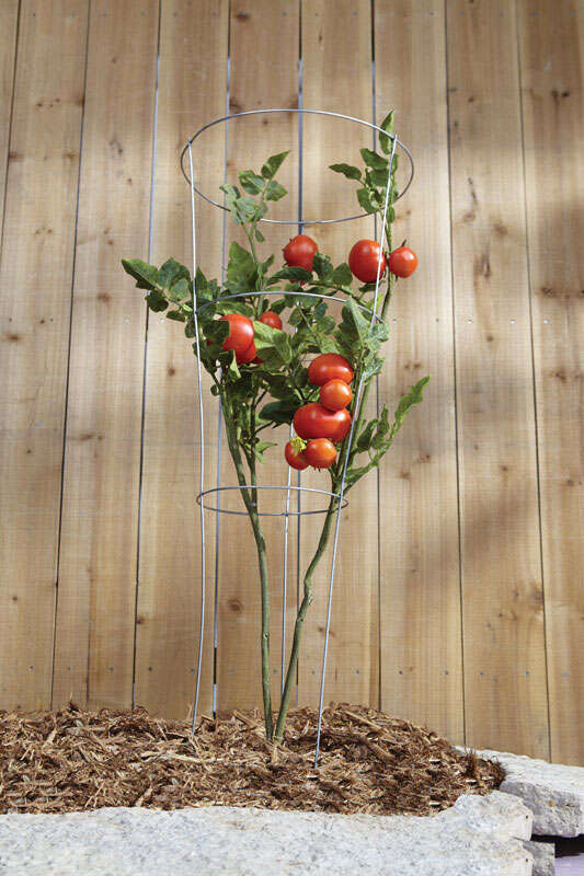 Panacea 33 in. H X 12 in. W Silver Steel Tomato Cage