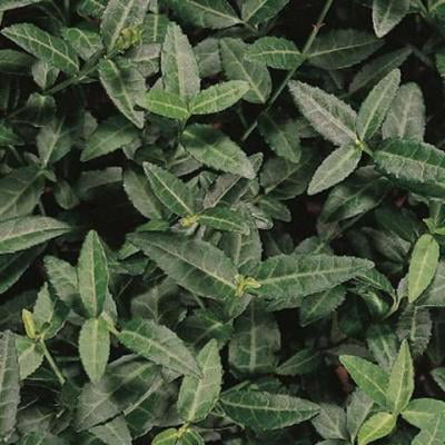 Classy Groundcovers - Euonymus fortunei 'Acutus' Euonymus fortunei radicans， Euonymus  japonicus acutus {50 Bare Root Plants}