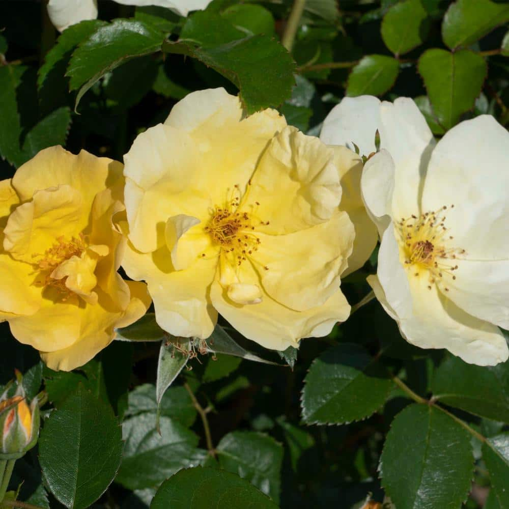 KNOCK OUT 1 Gal. Easy Bee-zy Knock Out Rose Bush with Yellow Flowers 13175