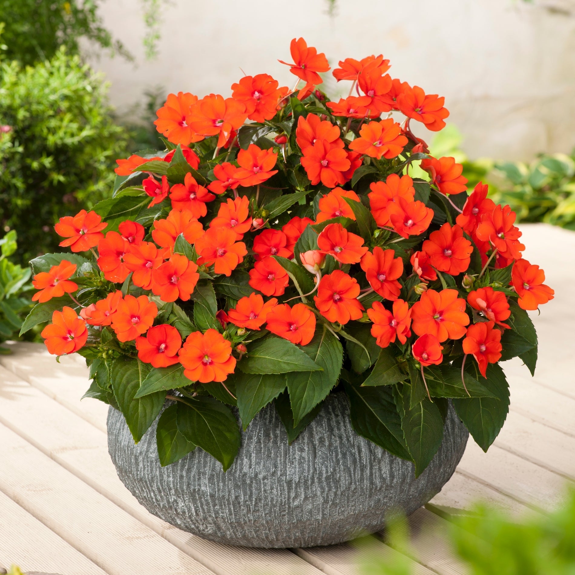 Impatiens Jumbo Splash Vigorous Orange 3- piece