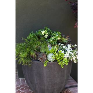 2.5 in. Assorted Succulent Set in Black Dot Pot (2-Pack) SUCCLYAS325SBD