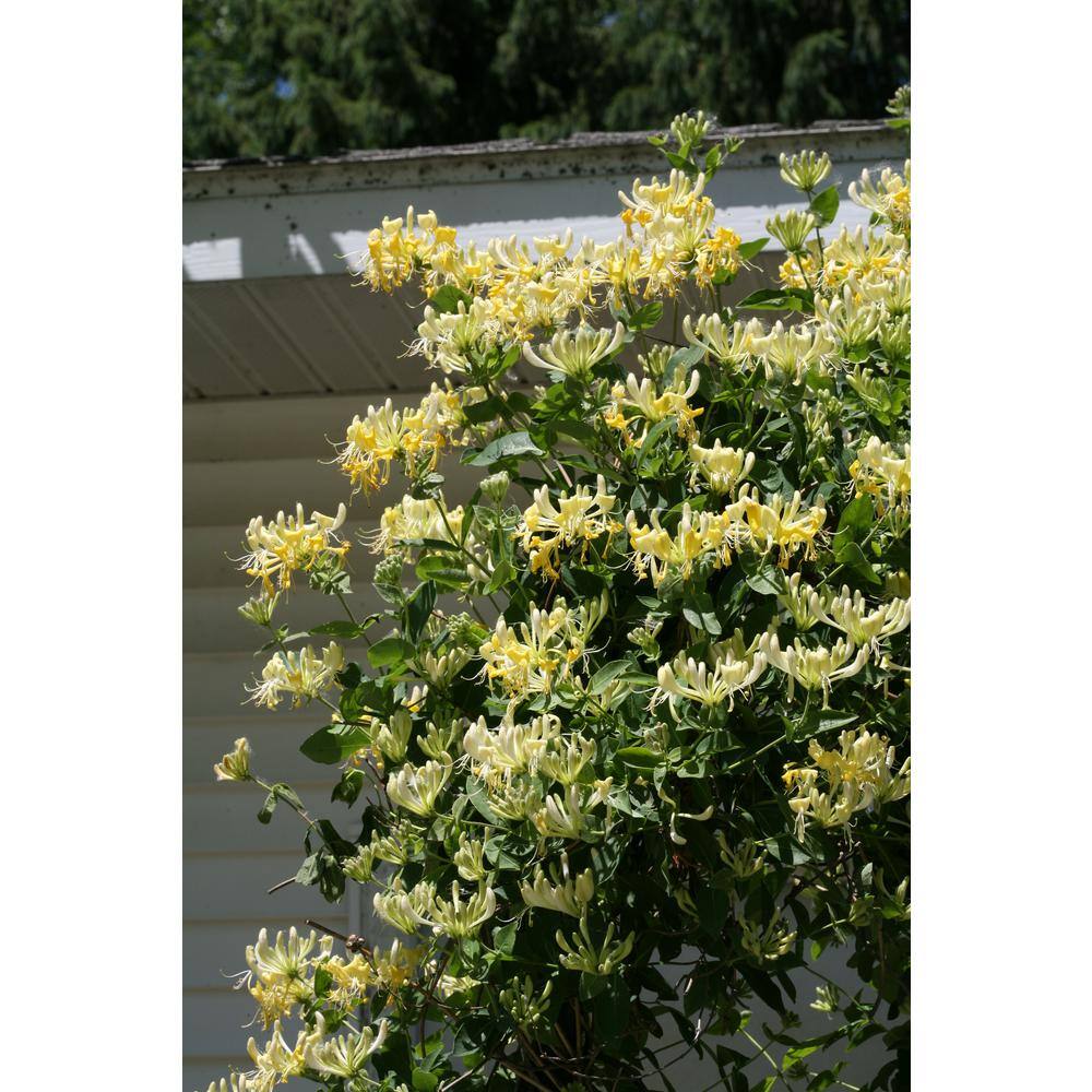 PROVEN WINNERS 1 Gal. Scentsation Honeysuckle (Lonicera) Live Vine Shrub with Yellow Flowers and Red Berries LONPRC1006101