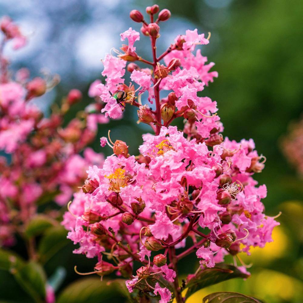 1 Gal. Coral Pink Sioux Crape Myrtle Tree CRMSIO01G