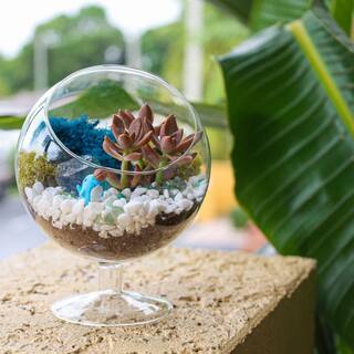 Creations by Nathalie 6 in. Chalice Glass Terrarium Kit with Live Succulent Reindeer Moss Crystals Rocks Tools and Figurine CW-OS3V-9UGJ