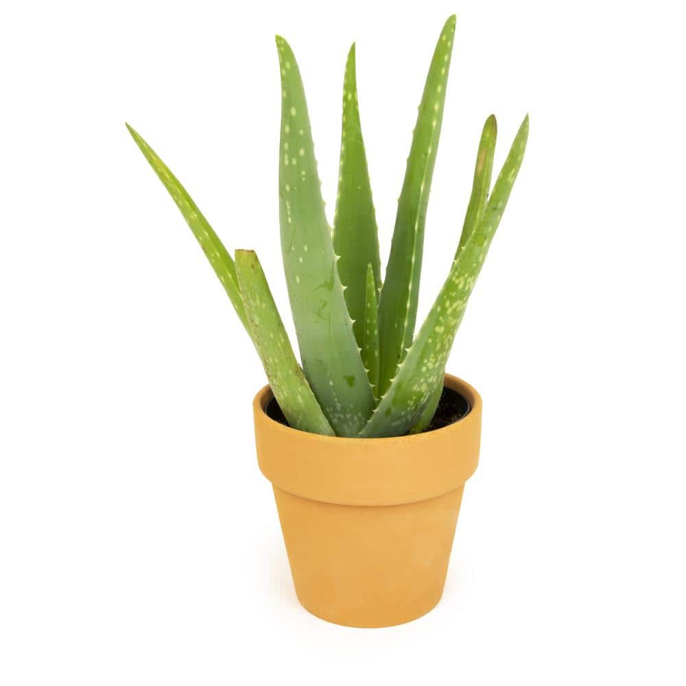 ALTMAN PLANTS 9 cm Aloe Vera Succulent In Terra Cotta Clay Pot 0872524