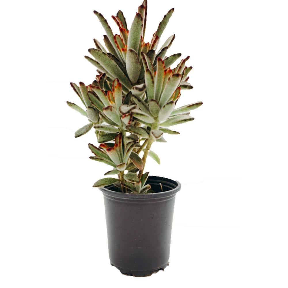 3.5 in. Assorted Succulent Plants Growers Choice (4-Pack) 30946